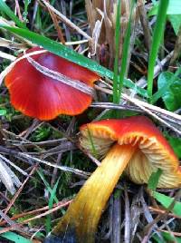 Hygrocybe conica image