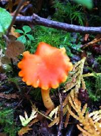 Hygrocybe miniata image