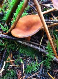 Lactarius fragilis image