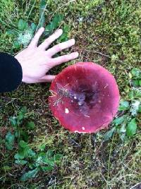 Russula xerampelina image