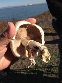 Agaricus xanthodermus image