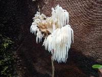 Hericium abietis image