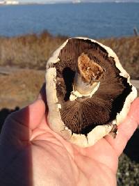 Agaricus xanthodermus image