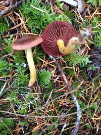 Cortinarius smithii image