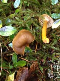 Craterellus tubaeformis image