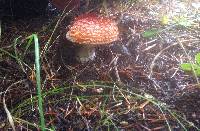 Amanita muscaria image