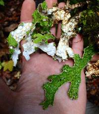 Lobaria pulmonaria image