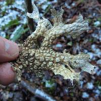 Lobaria pulmonaria image