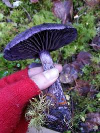 Cortinarius violaceus image