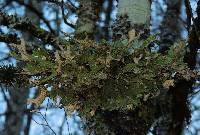 Lobaria pulmonaria image