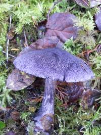 Cortinarius violaceus image