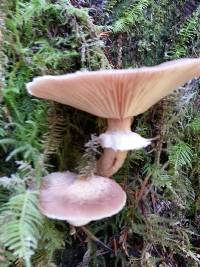 Armillaria mellea image