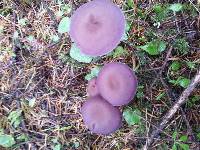 Laccaria amethysteo-occidentalis image