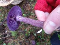 Laccaria amethysteo-occidentalis image