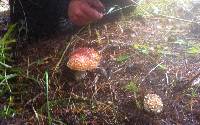 Amanita muscaria image