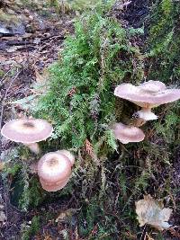 Armillaria mellea image