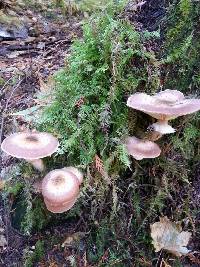 Armillaria mellea image