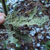 Lobaria pulmonaria image