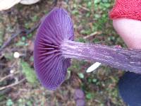 Laccaria amethysteo-occidentalis image