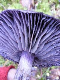 Cortinarius violaceus image