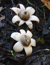 Geastrum saccatum image