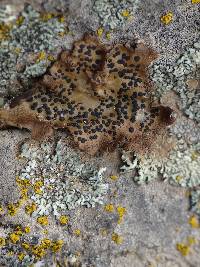 Umbilicaria phaea image