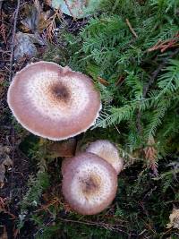 Armillaria mellea image