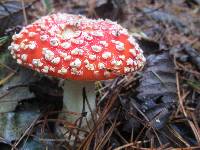 Amanita muscaria image