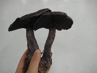 Cortinarius violaceus image