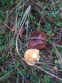 Suillus brevipes image