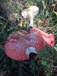 Amanita muscaria image