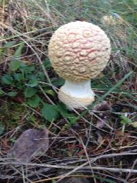 Amanita muscaria image