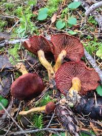 Cortinarius smithii image