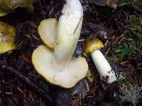 Image of Tricholoma sejunctum