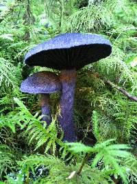 Cortinarius violaceus image