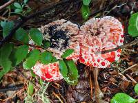 Hydnellum peckii image