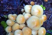 Hypholoma fasciculare image