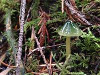 Hygrocybe psittacina var. psittacina image