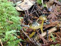 Hygrocybe psittacina var. psittacina image