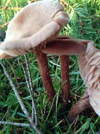 Laccaria amethystina image