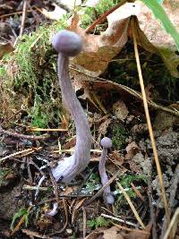 Laccaria amethystina image