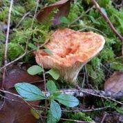 Gomphus floccosus image