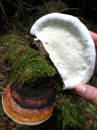 Fomitopsis pinicola image