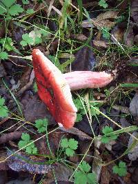 Russula sanguinaria image