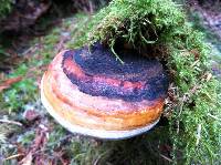 Fomitopsis pinicola image