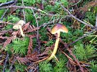 Hygrocybe psittacina var. psittacina image