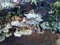 Trichaptum biforme image