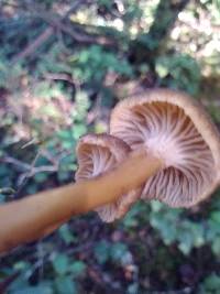 Craterellus tubaeformis image