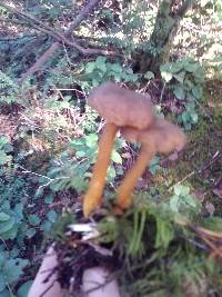 Craterellus tubaeformis image