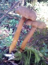 Craterellus tubaeformis image